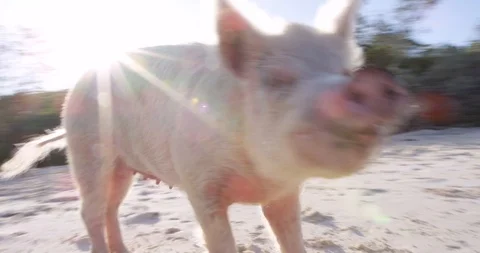 Pigs on beach Stock Footage 127123490