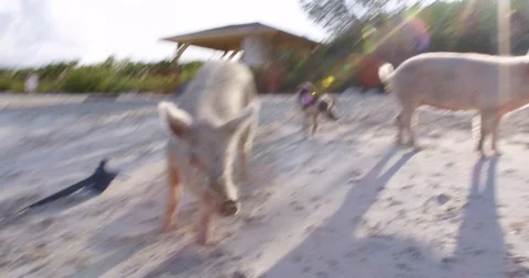 Pigs on beach Stock-Footage 127123507