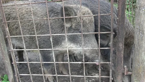 Pigs behind bars. Boars behind the iron fence Stock Footage 141186347