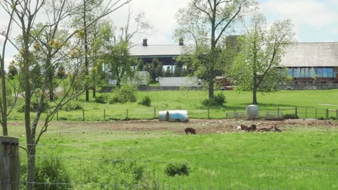 Pigs behind farmhouse Stock Footage 75462380