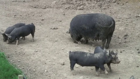 Pigs Berkshires in pen 01 Stock Footage 76261397