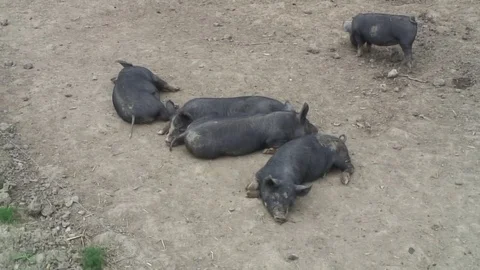 Pigs Berkshires in pen 02 Stock Footage 76261372