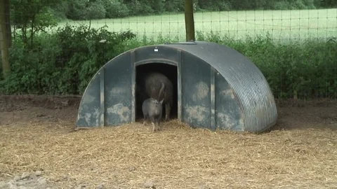 Pigs Berkshires in pen 04 Video stock 76261146