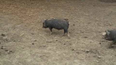 Pigs Berkshires in pen 05 Stock Footage 76385983