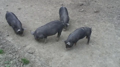 Pigs Berkshires in pen 06 Stock Footage 76261239