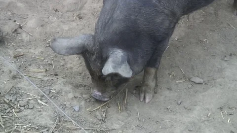 Pigs Berkshires in pen 07 Video stock 76261359