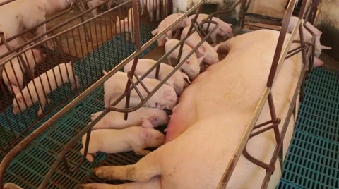 Pigs born Stock-Footage 51246792