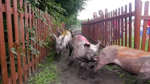 Pigs in bright chalk racing Stockbeeldmateriaal 84900151