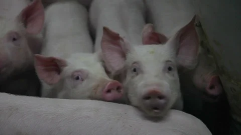 Pigs in the cage Stock Footage 81212673