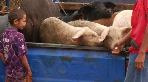 Pigs Children 01 Stock Footage 378675