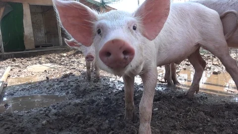 Pigs close up Video stock 127135790