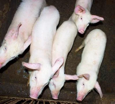Pigs in corral Foto stock