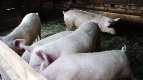 Pigs covered with mud and with tags in the ears on the pig farm Stock Footage