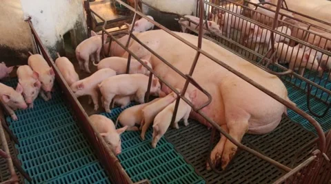 Pigs creation in Luzerna SC 스톡 동영상 51242412