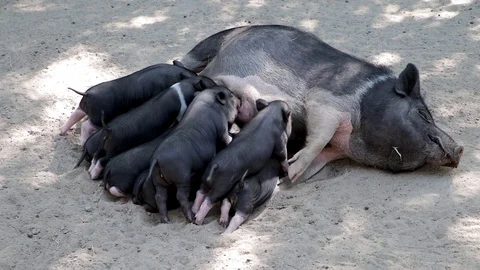 Pigs cute newborn lying on the ground. Concept of biological, animal health, fri Stock Footage 93802249