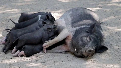 Pigs cute newborn lying on the ground. Concept of biological, animal health, fri Stock Footage 93802285