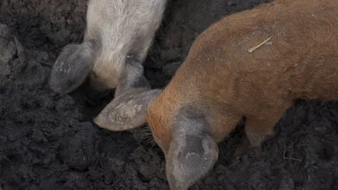 Pigs digging in mud Stock Footage 120701437