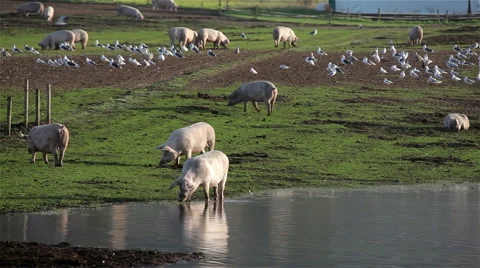 PIGS DRINKING IN FLOODED FIELD, A64 SHERBURN, NORTH YORKSHIRE Stock Footage 46590716