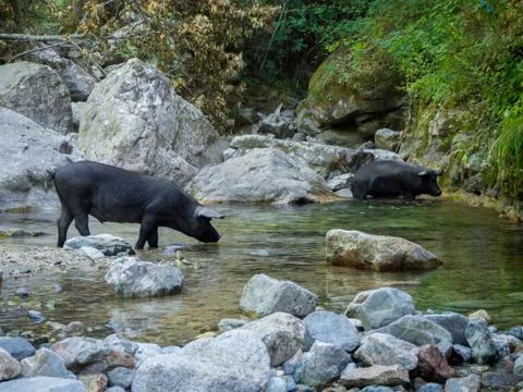 Pigs drinking on the river (Cascade du Voile de la Marie - Corsica - France) Stock Photos