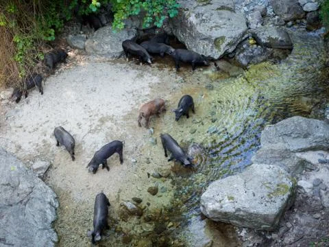 Pigs drinking on the river (Cascade du Voile de la Marie - Corsica - France) Stock Photos