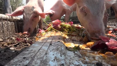 Pigs eat - with audio Stock Footage 127136611