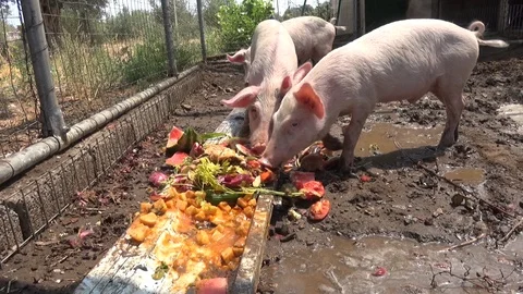 Pigs eat Stockbeeldmateriaal 127126419