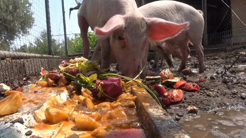 Pigs eat Video stock 127134175