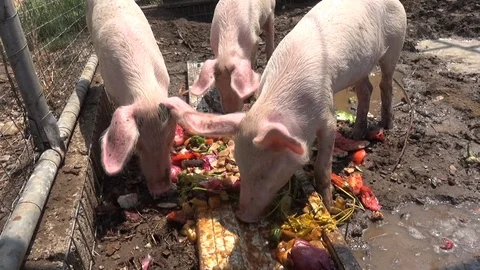 Pigs eat Video stock 127135024
