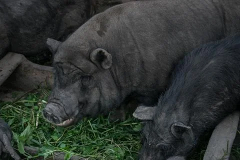 Pigs eat grass Foto stock