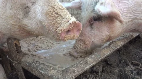 Pigs Eat Greedily Stock Footage 76971059