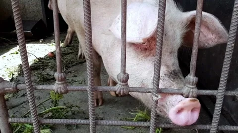 The pigs eat in the pen. Video stock 169685497