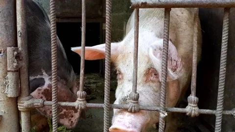 The pigs eat in the pen. Video stock 169687706