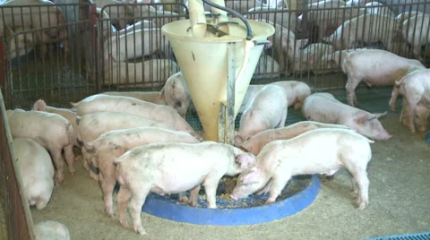 Pigs eating in farm 库存影片 56781229