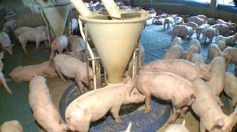 Pigs eating in farming 動画素材 40050089