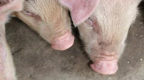 Pigs eating in a floating pig pen Stock Footage 58200449