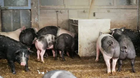 Pigs eating 스톡 동영상 10764623