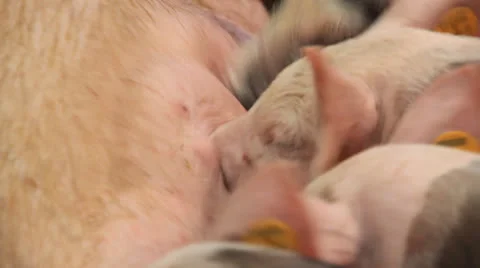 Pigs eating 스톡 동영상 27032044