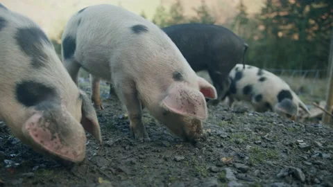 Pigs eating Stock Footage 203904700