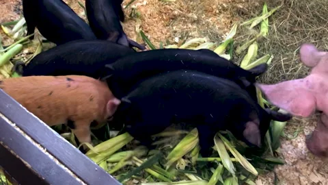 Pigs eating Stock Footage 210540149