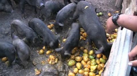 Pigs Eating Mangoes Видео 10683736