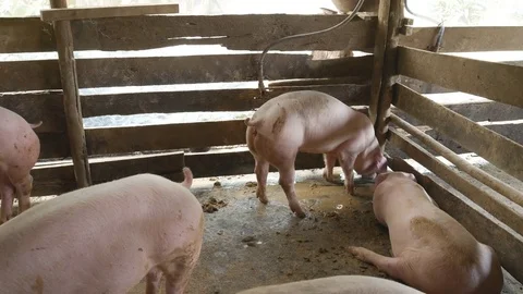 Pigs eating out of a basin while wading into mud puddles inside a pen Video stock 71312512