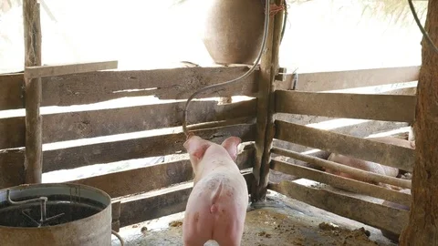 Pigs eating out of a basin while wading into mud puddles inside a pen Stock Footage 81066886