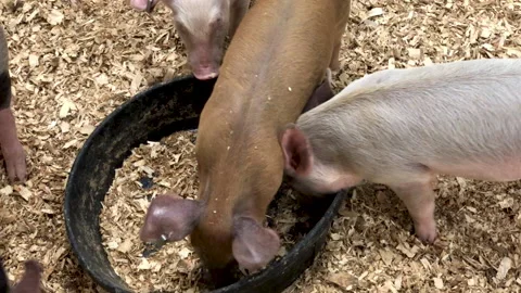 Pigs eating out of trough Stock Footage 210540133