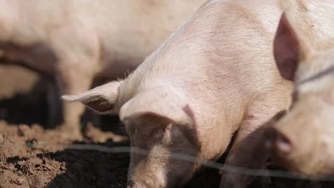 Pigs eating outside Stockbeeldmateriaal 86067851