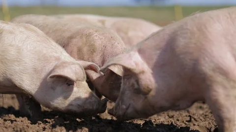 Pigs eating outside Stockbeeldmateriaal 86068596