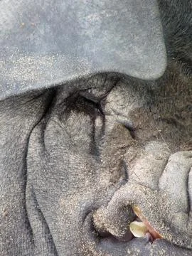 Pig's face close up Stock Photos