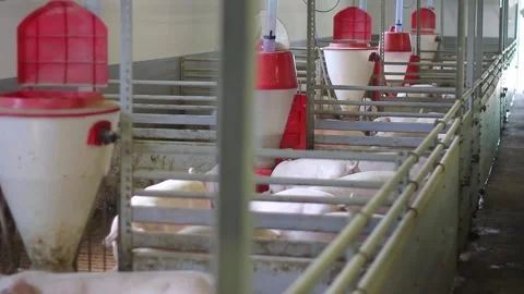 Pigs in the farm with box feeder Stock Footage 248071210
