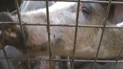 Pigs on the farm close up Stock Footage 22709351