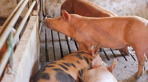 Pigs on a farm, drinking pig Stock Footage 46102814