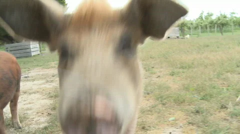 Pigs on farm 스톡 동영상 565288